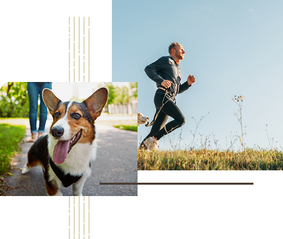 collage-dog-lifestyle A man jogs outdoors on a sunny day, while a happy Corgi dog with its tongue out walks on a path in a park.